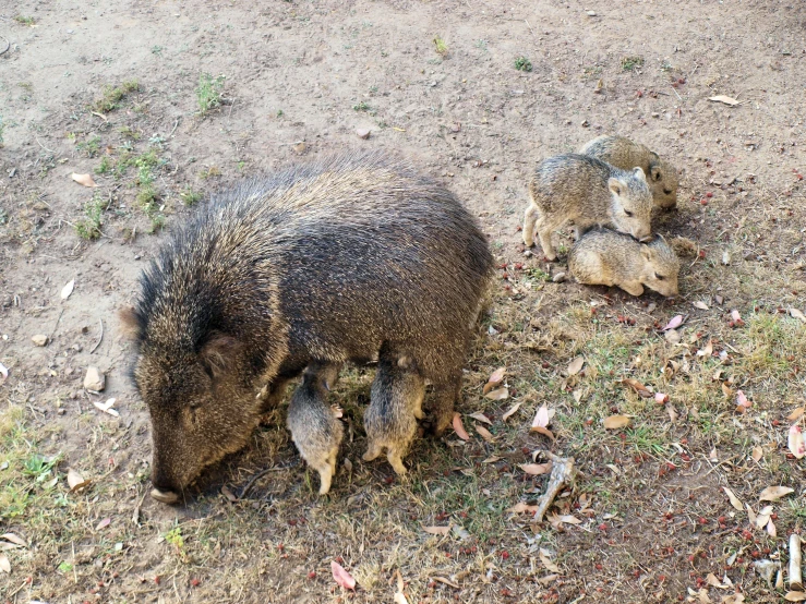 a mother pig and baby pigs in their enclosure