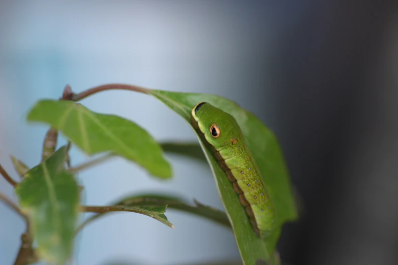 a green snake is peeking out of the bush