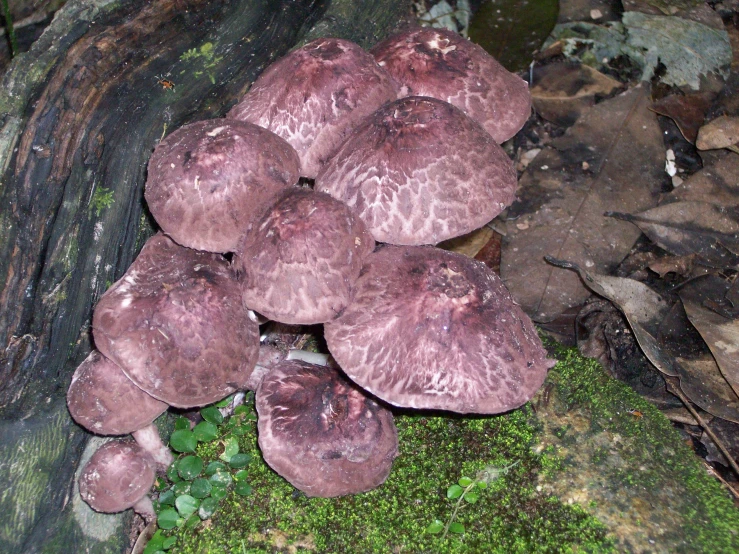 small group of mushrooms growing in a forest