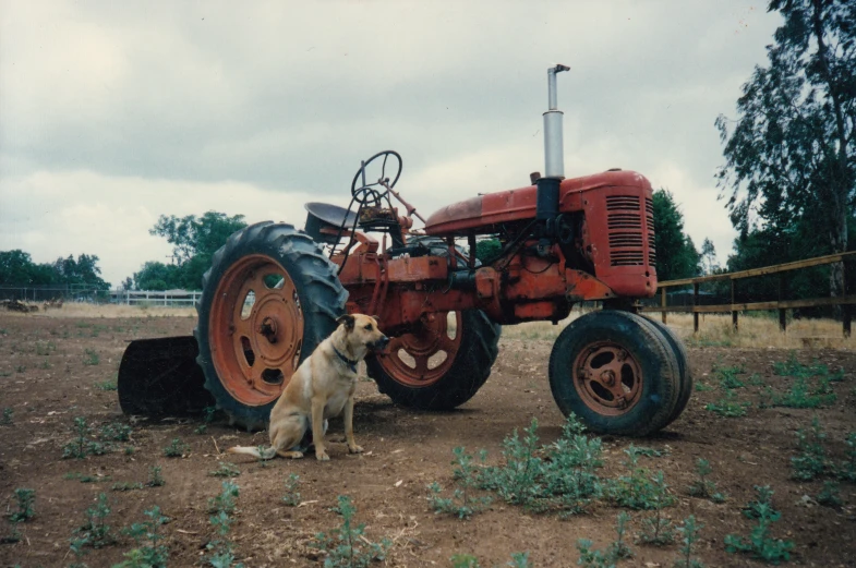 a dog is sitting next to a large tractor