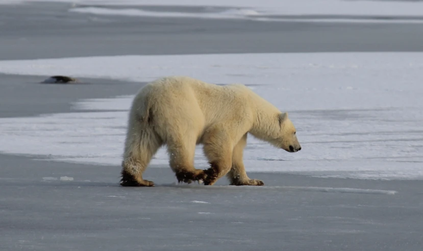 a polar bear walking on ice covered water