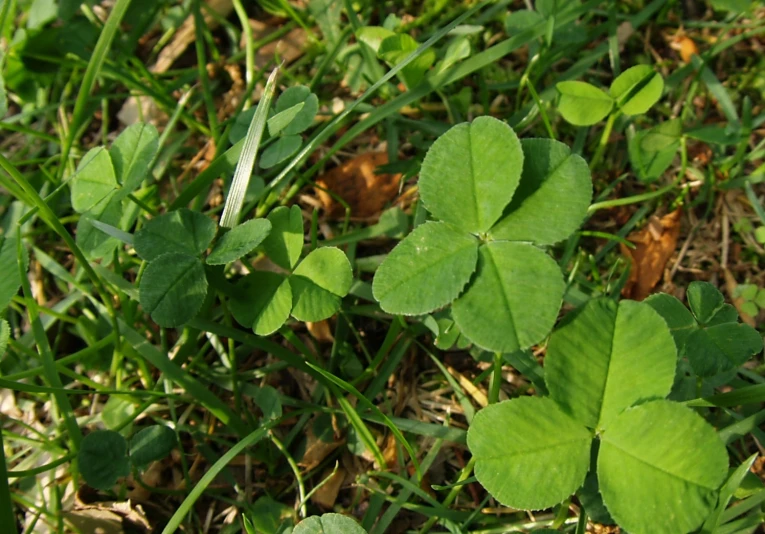 there is a leaf with tiny leaves on the grass