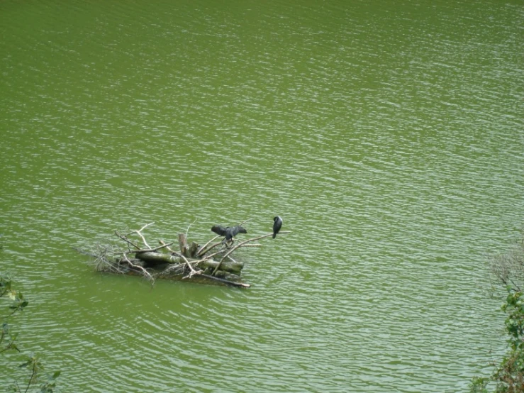 two birds are perched on a tree in water
