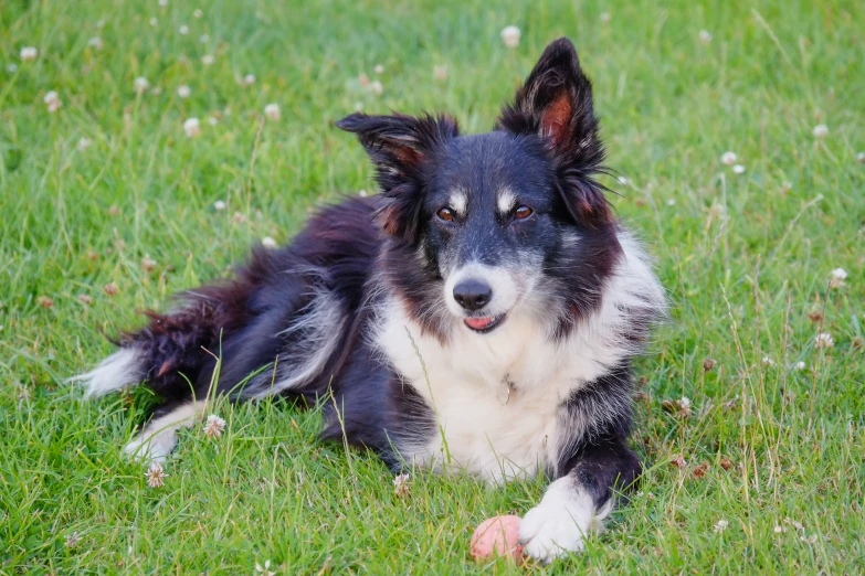 a dog laying on the grass with one eye open