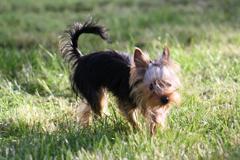 small black and brown dog standing on a field