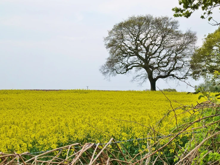 a large field of yellow flowers with two large trees in the distance