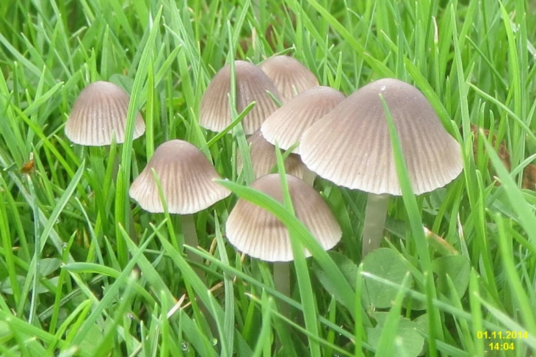 a bunch of little mushrooms sit on some green grass