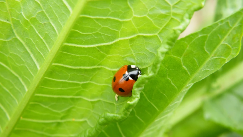a lady bug that is crawling on a plant