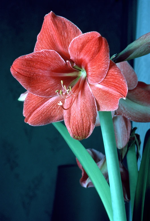 a bright red flower with green stems