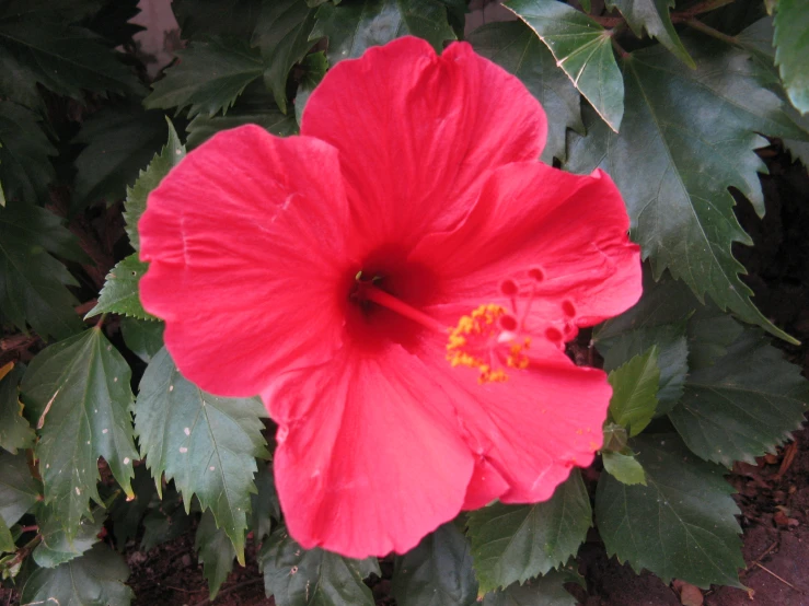 red flower on the bottom of green leaves