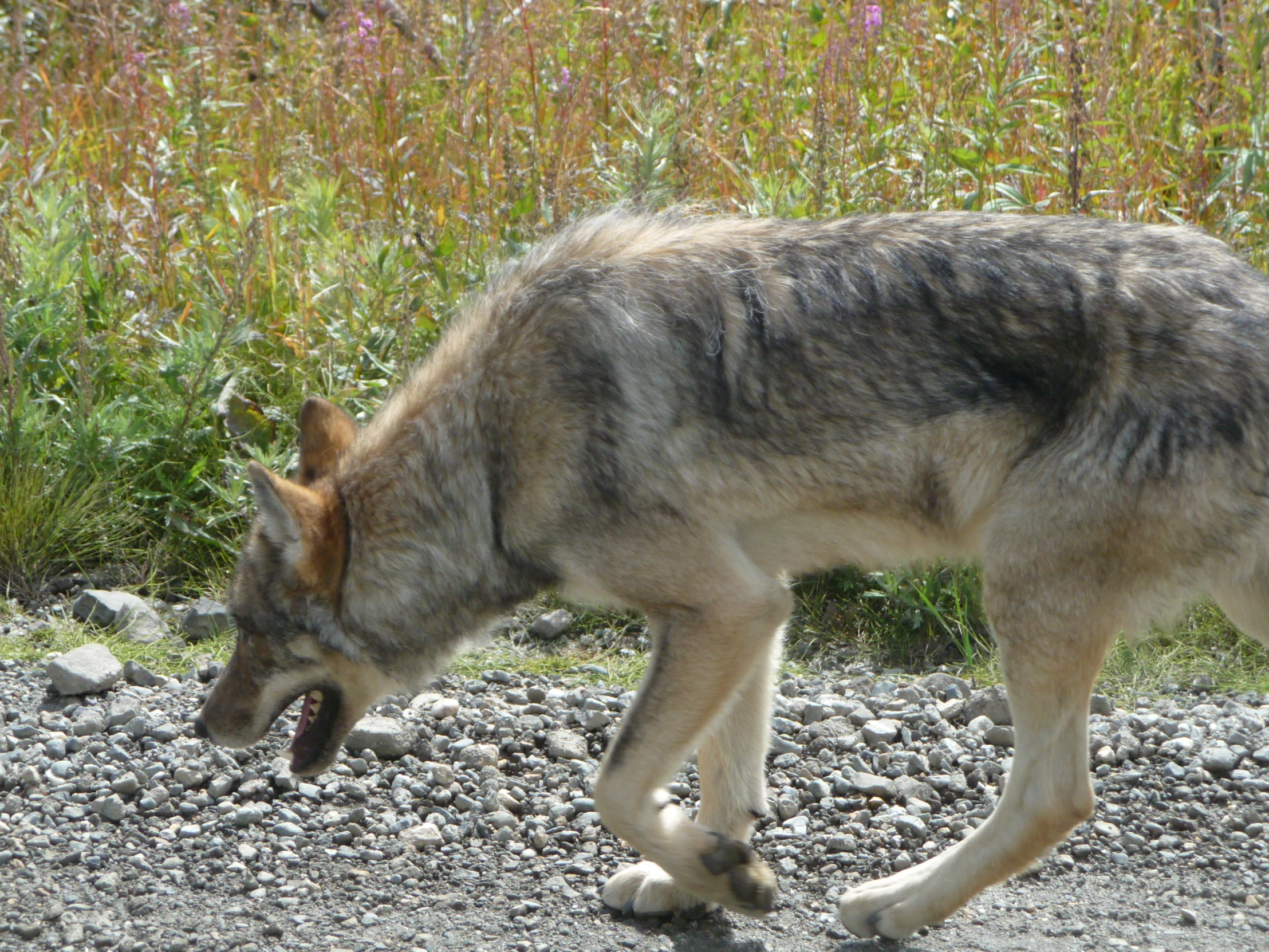 a wolf in a rocky path near water