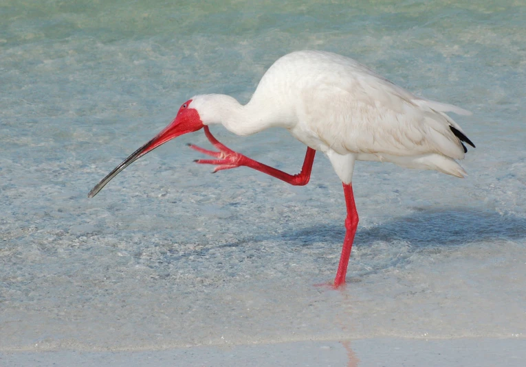 the long legged white bird has a very large red beak