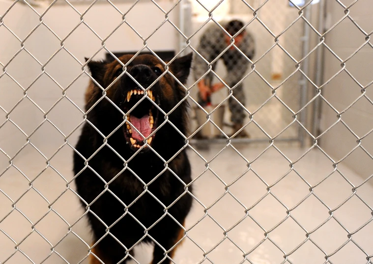 a dog sits behind the fence at an animal shelter