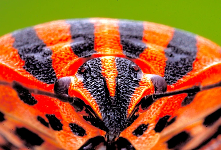 close up of an orange and black insect's head