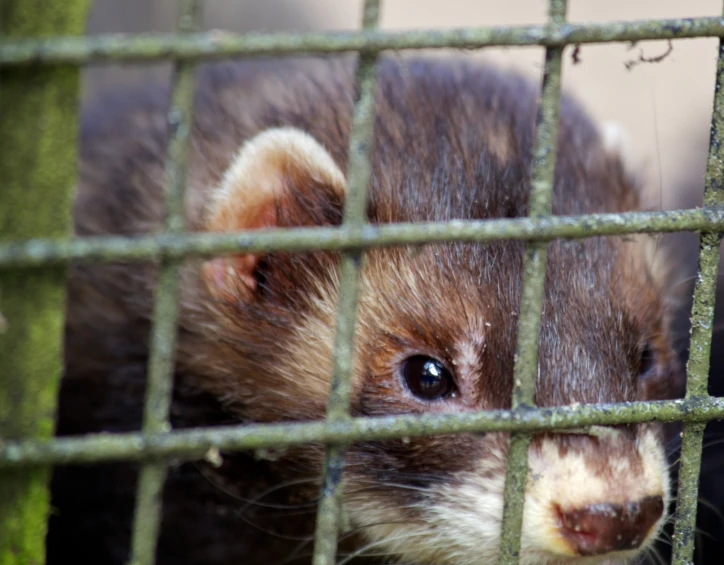 a small ferret is looking through the screen