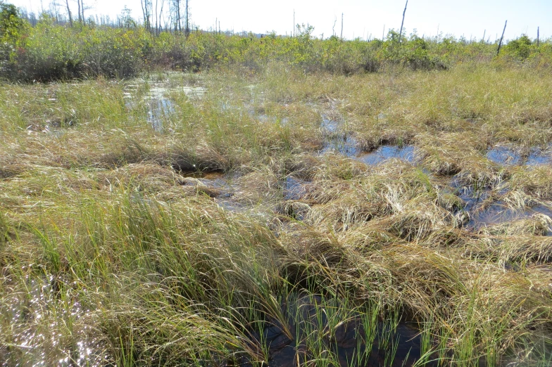 a swampy area that has a fire hydrant and a few plants growing out of it