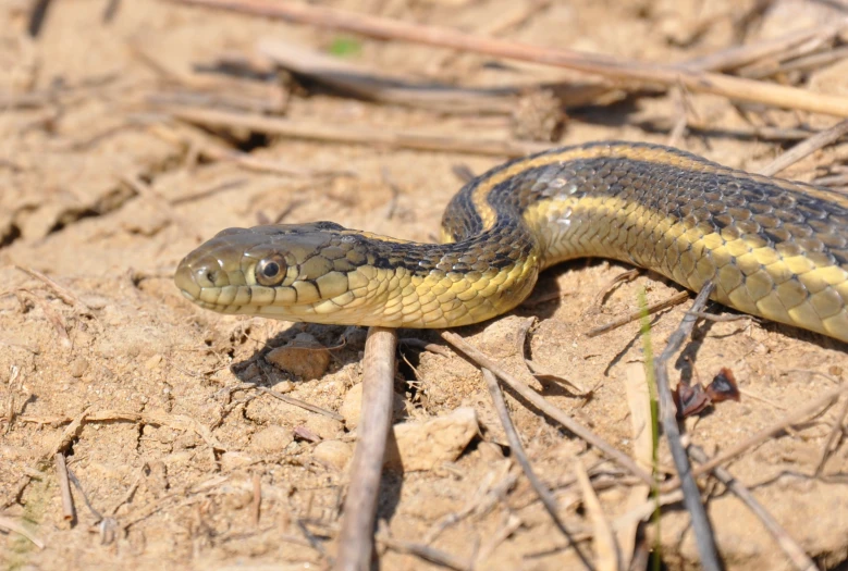 a snake is laying on a dirt ground