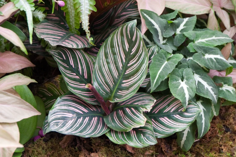 plants in a garden with green, purple and pink foliage