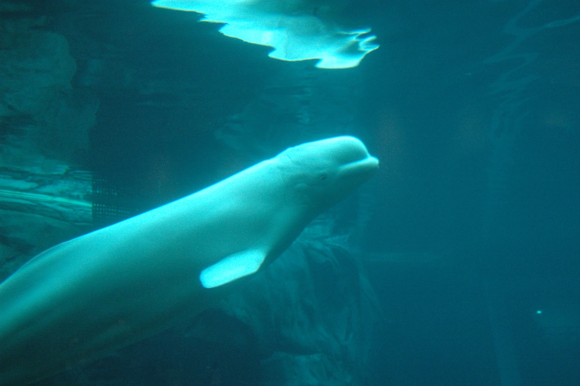 two white sea animals swimming under water and rocks