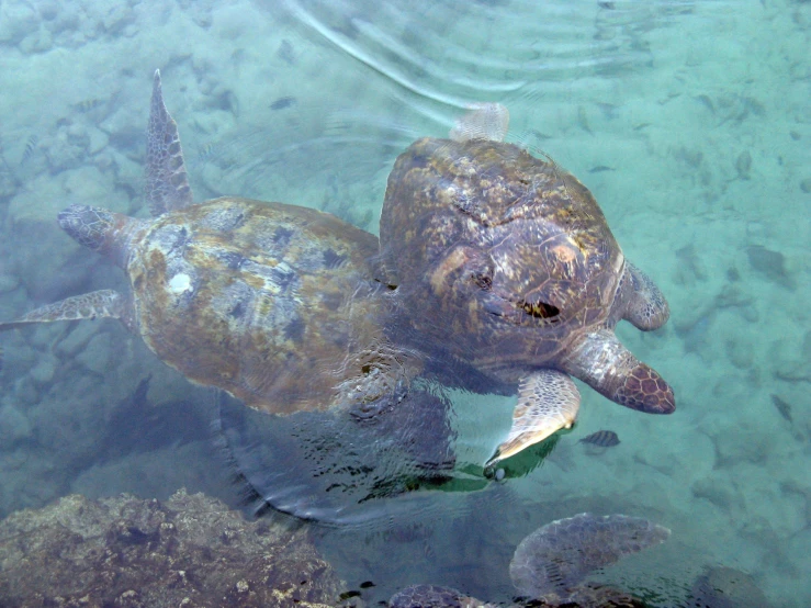 two turtles swimming in a body of water