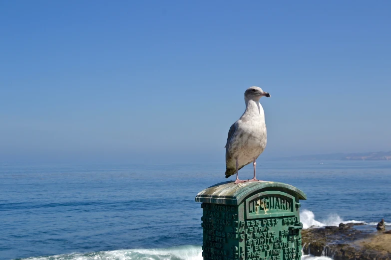 a bird is standing on top of a trash can by the ocean