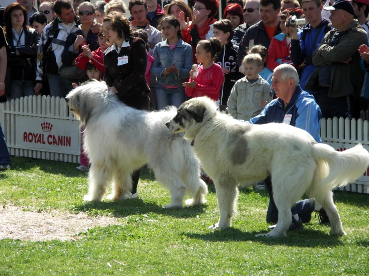 two large fluffy dogs standing in the grass