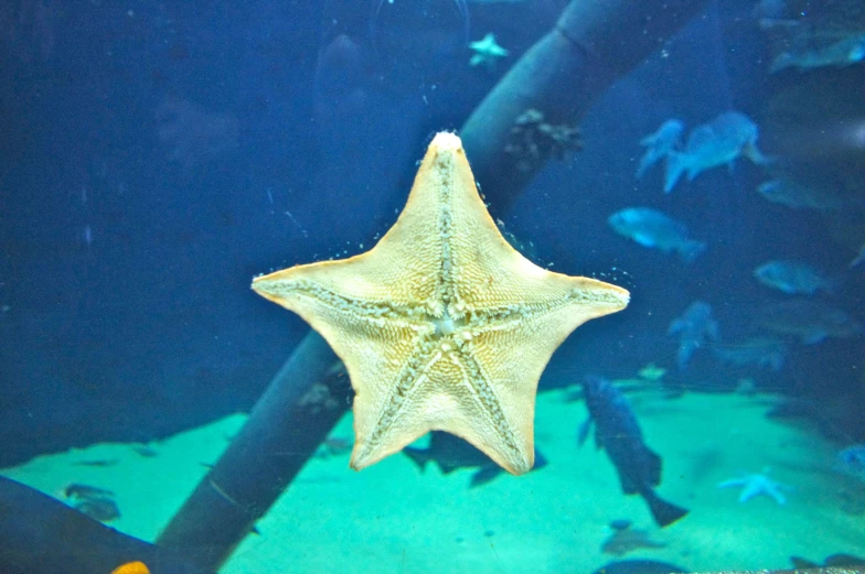 an underwater starfish looks like it may have fallen down into the sea
