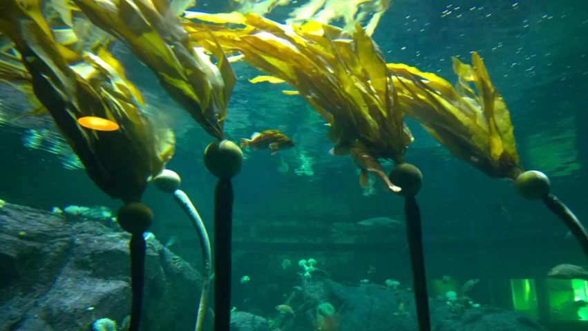 the seaweed are on the poles below the water