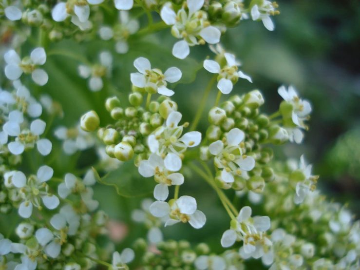 many small white flowers that are in the grass