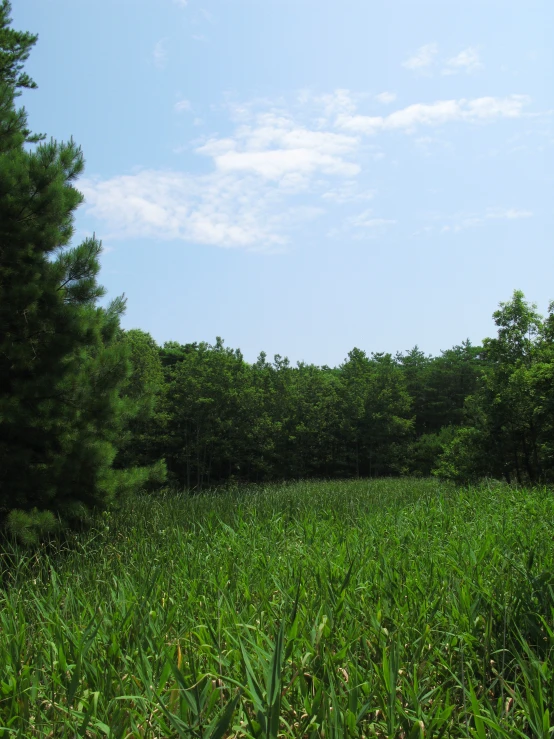 a grassy field that has trees and grass in the background