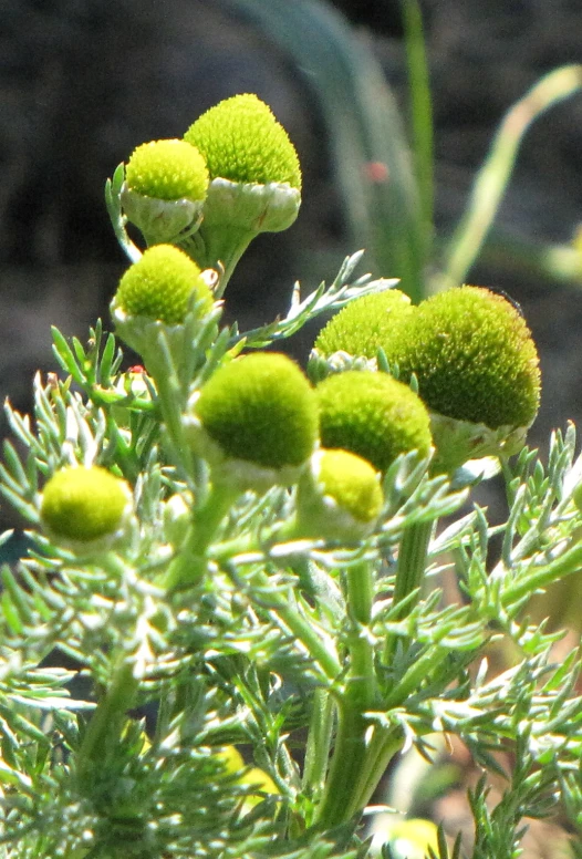 a close - up po of some green flowers near water