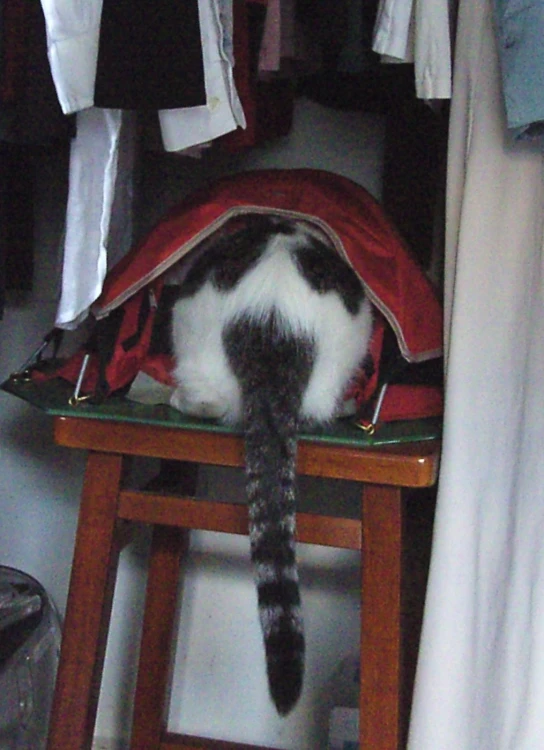 a cat sitting in a bag on a wooden stool