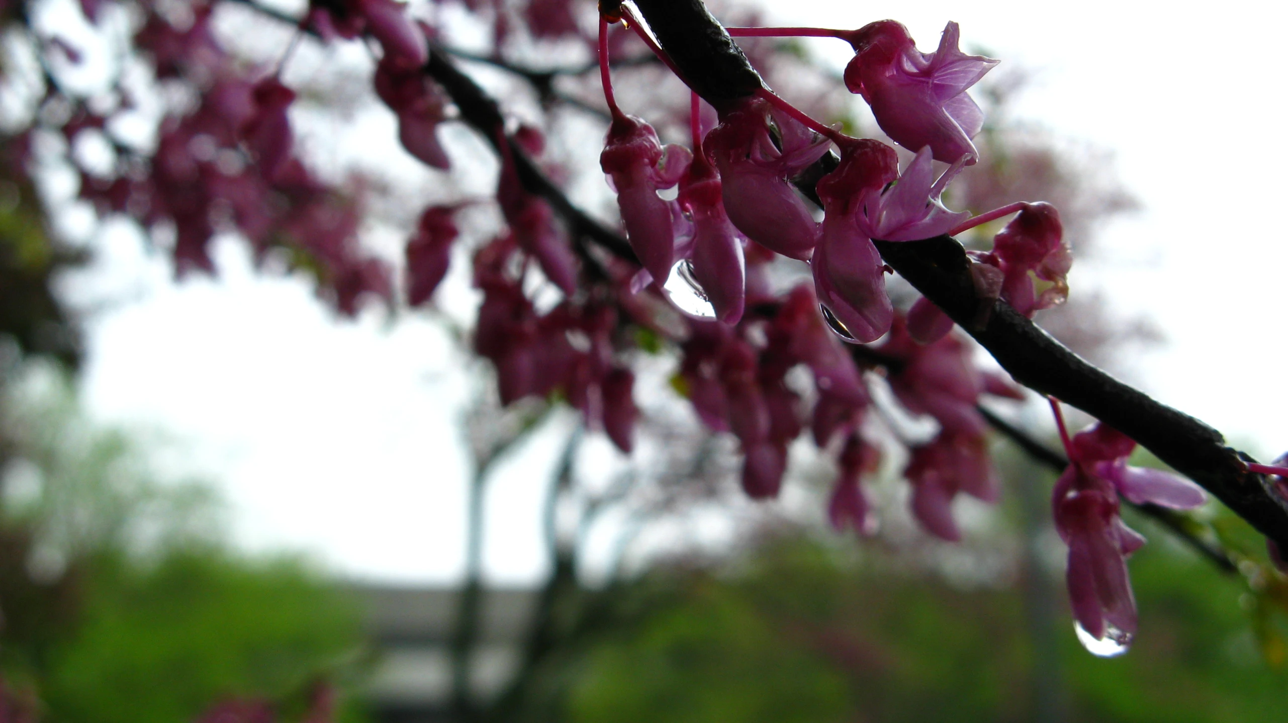 a nch that is pink with a few petals