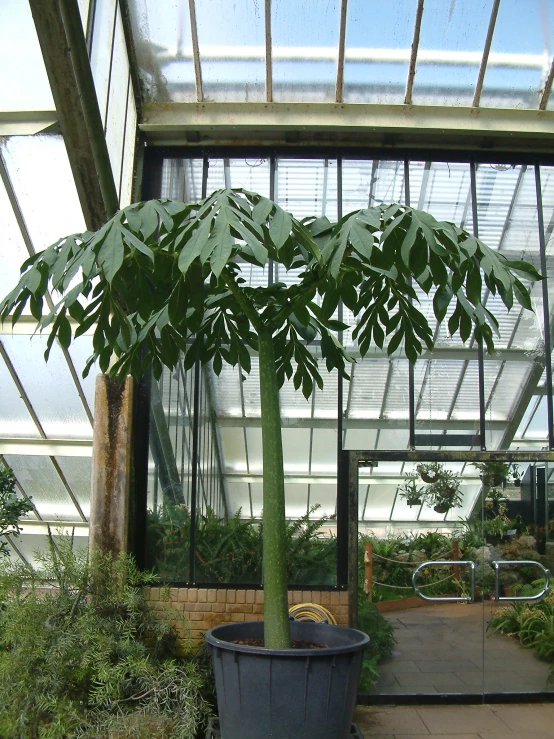 large plant with many leaves in a glass house