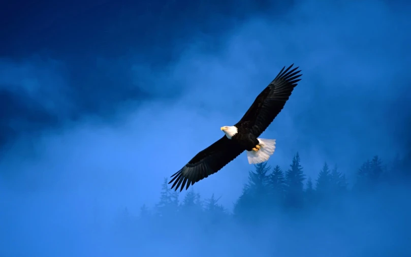 eagle flying through the blue sky among the clouds