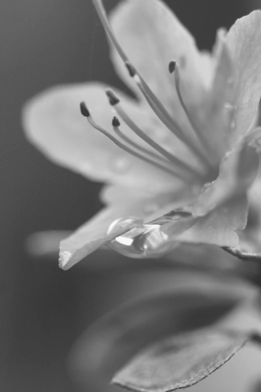 a small white flower is blooming in black and white