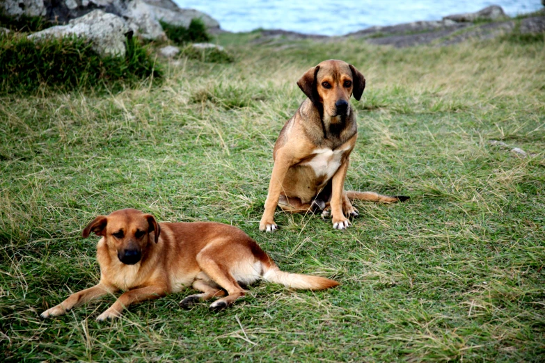 two dogs laying down in the grass and looking at the camera