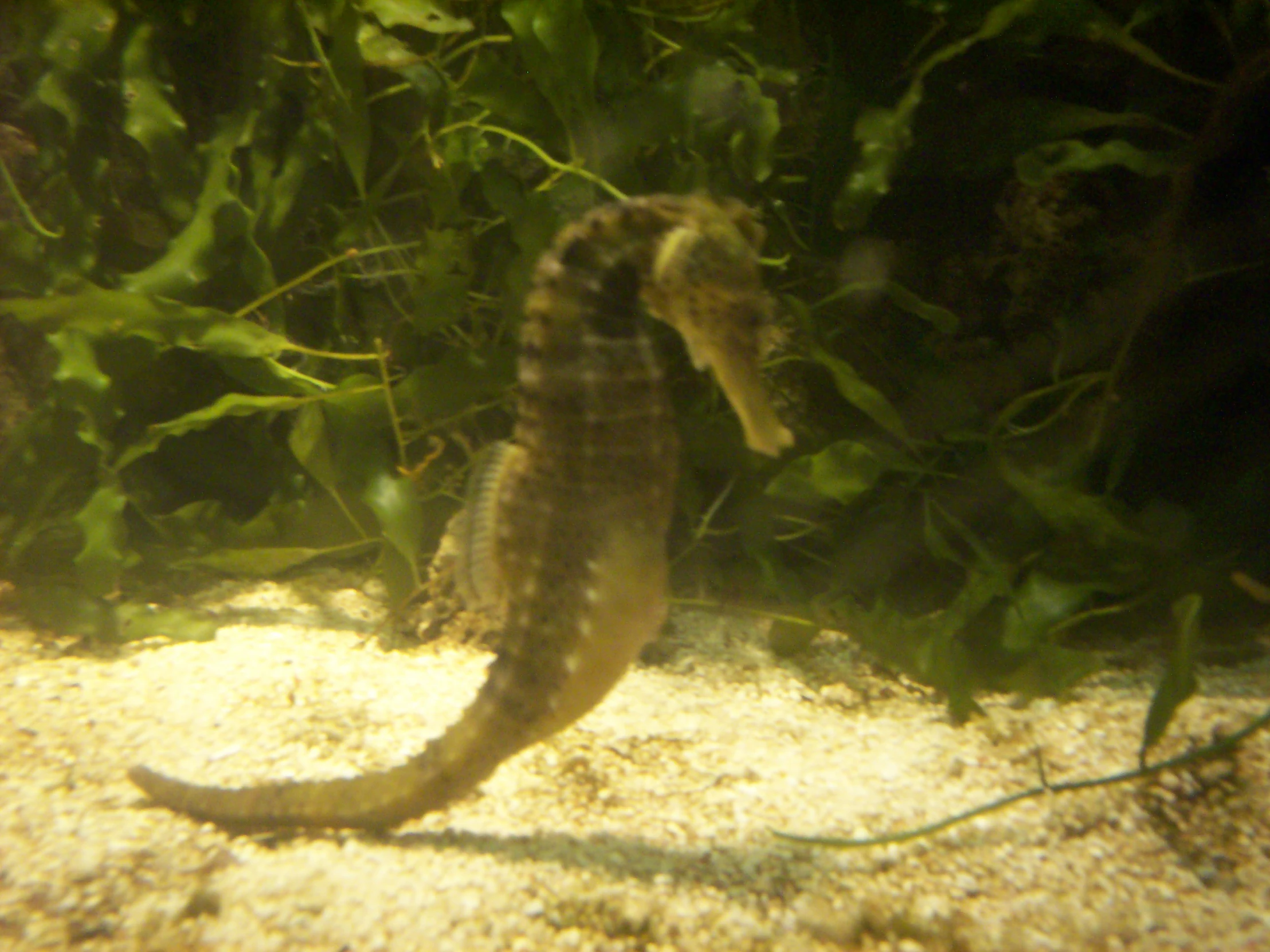 a po of a seahorse swimming on some sand