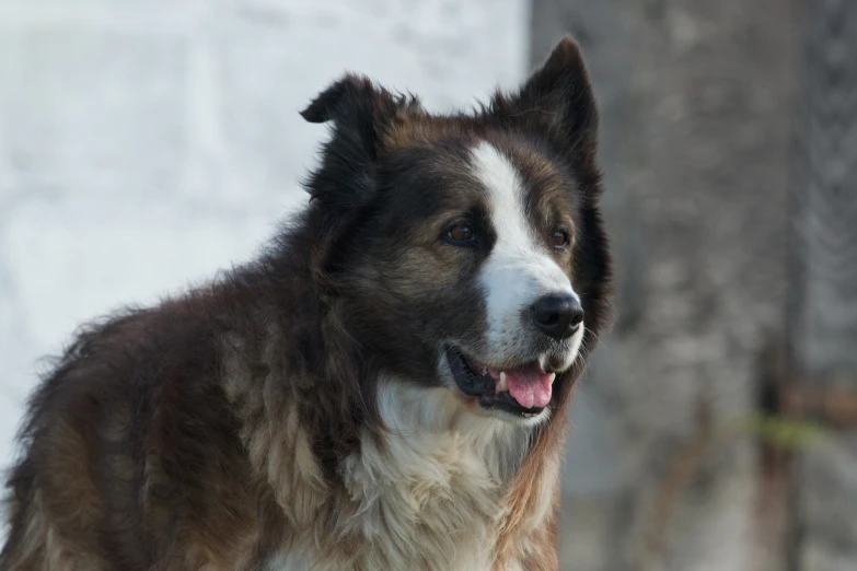 a dog that is standing in the snow