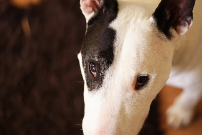 a white and black dog with a nose full of brown hair