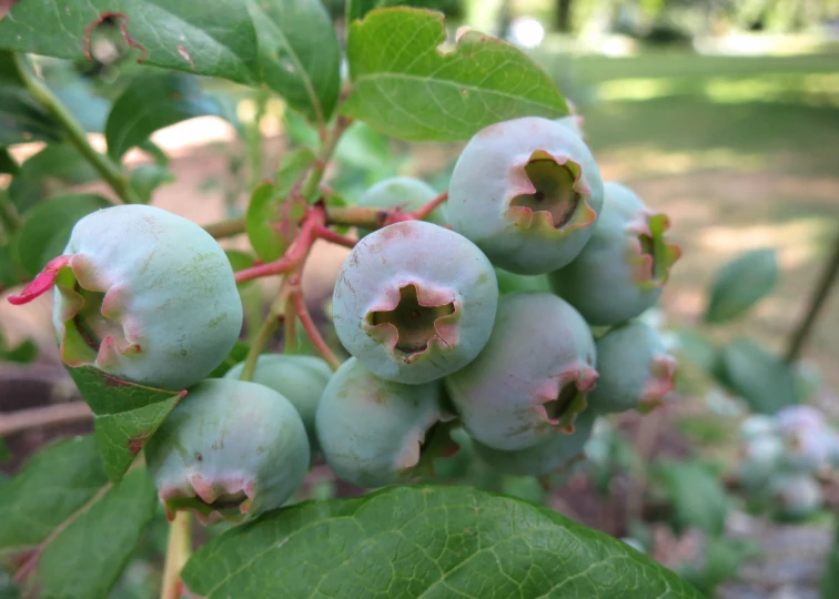 a bunch of berries hanging on a tree in the woods