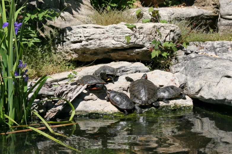 some little turtles are playing in the water