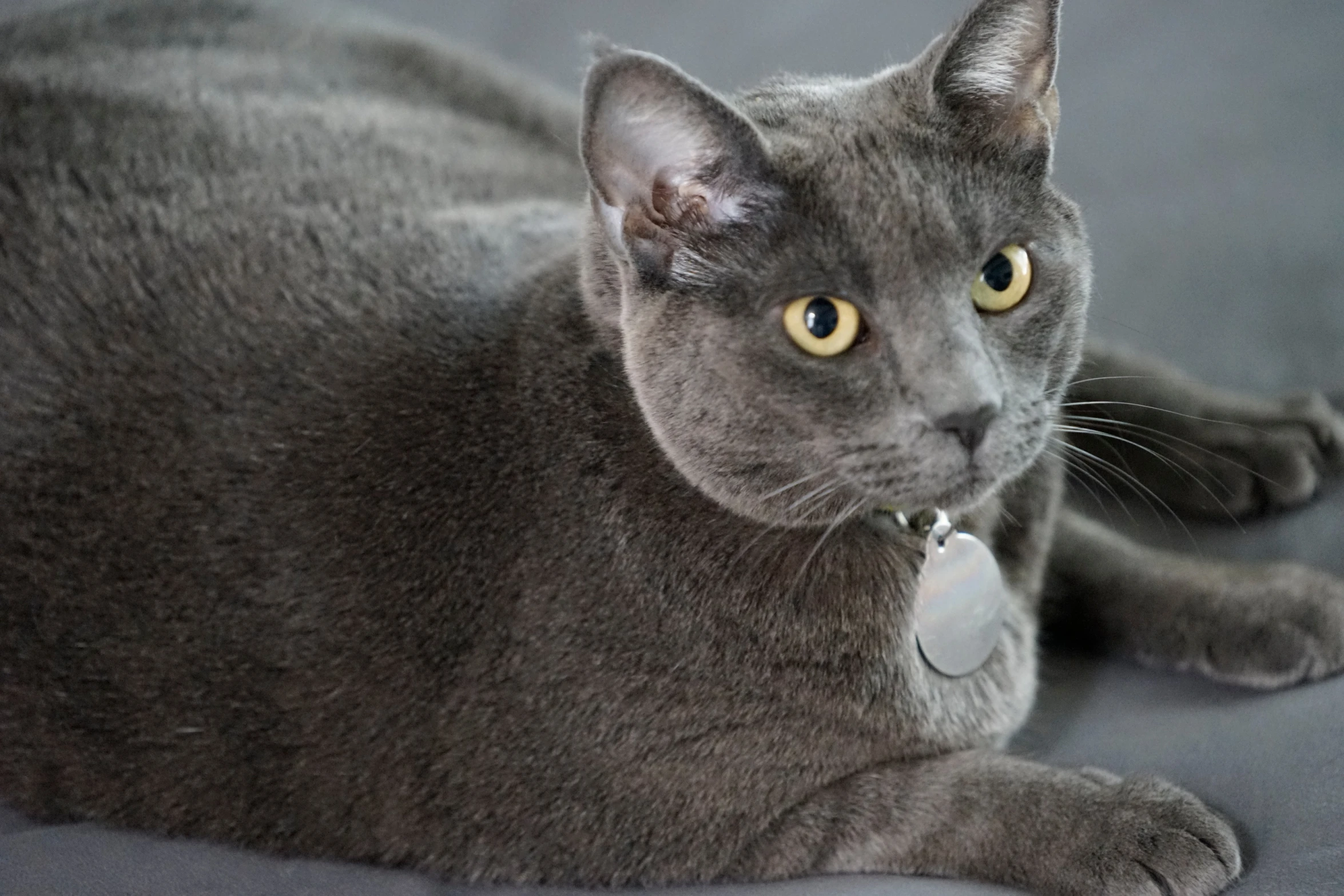 gray cat with brown eyes laying down and staring