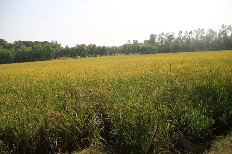 a field with a lot of tall grass and trees