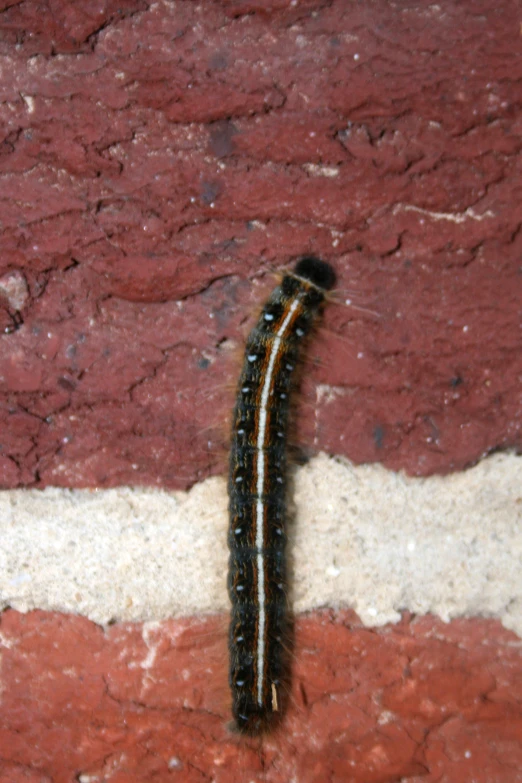 the caterpillar has a long stream of black, yellow and brown stripes