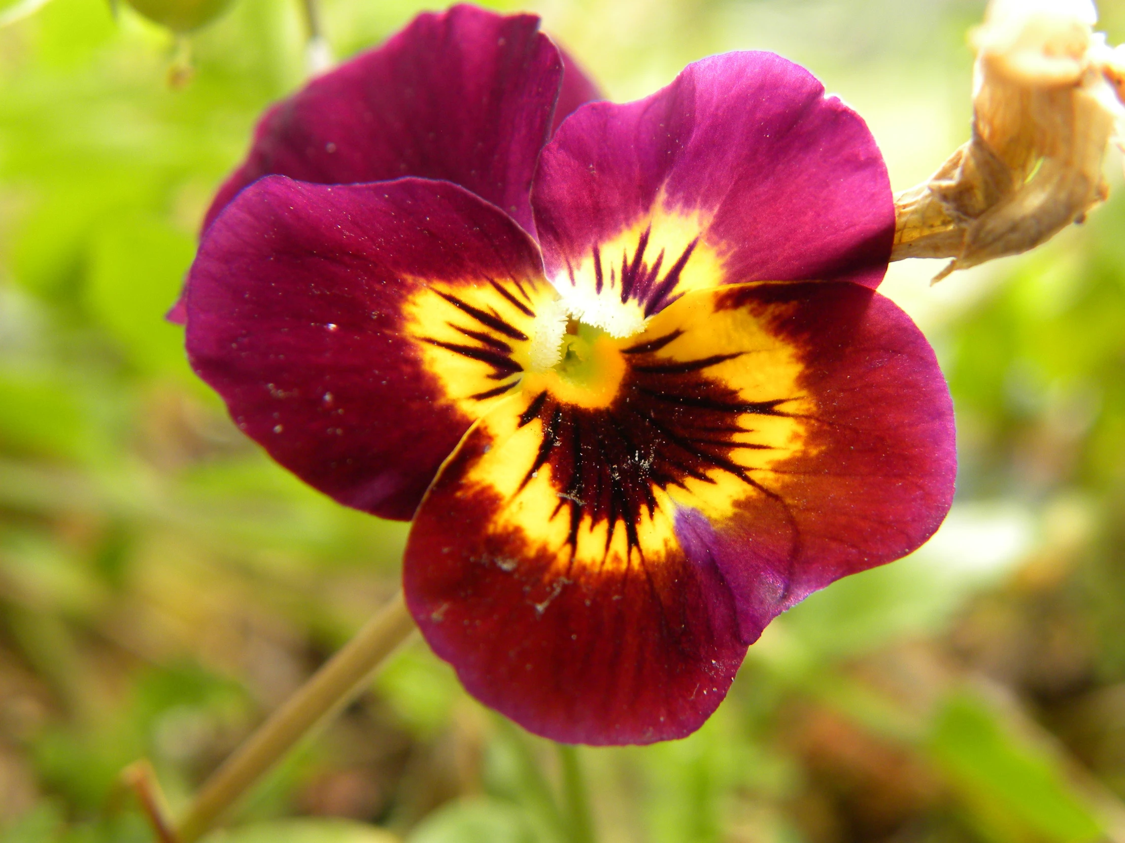 a purple flower has yellow stripes on it