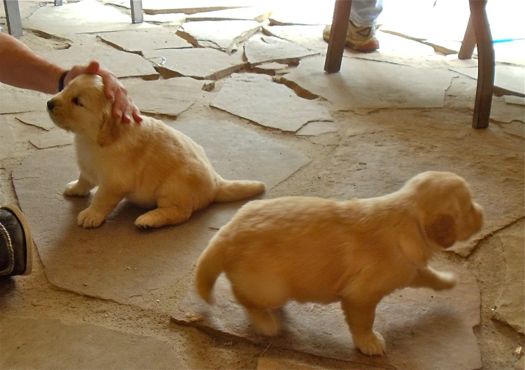 there is a small dog that is being petted