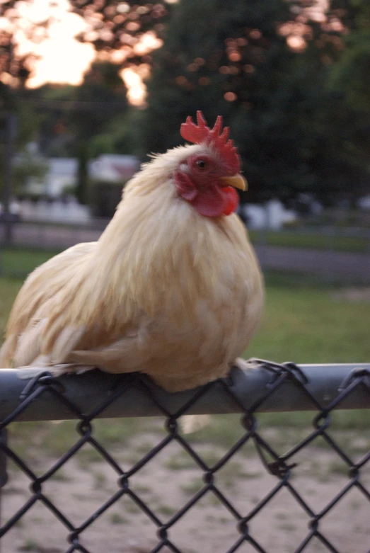 the chicken is on the fence outside