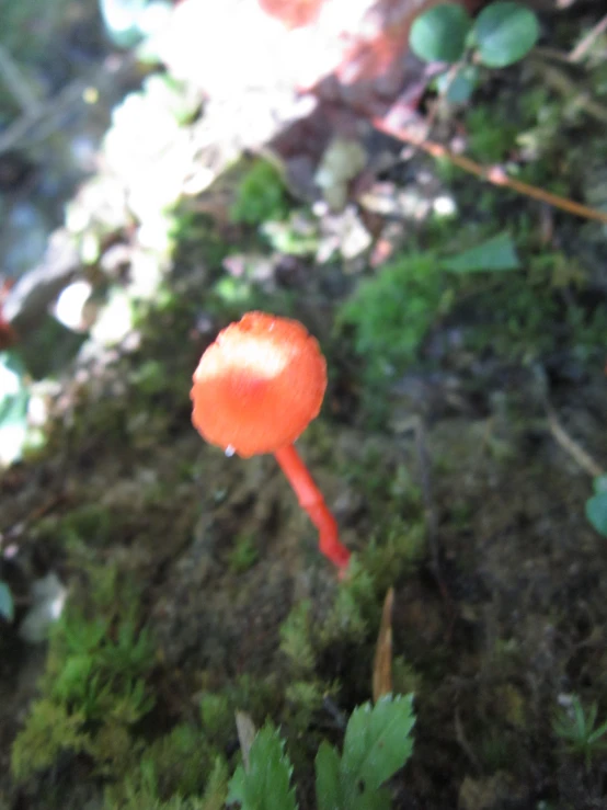 a lone poppy flower sits on the ground surrounded by green plants