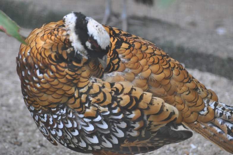 a large brown and black bird standing on top of gravel